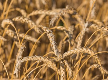 Altın Başak buğday gökyüzü altında