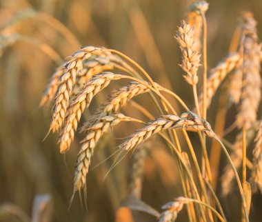 Altın Başak buğday gökyüzü altında