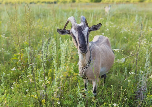 Çayır üzerinde bir çim yeme keçi portresi — Stok fotoğraf