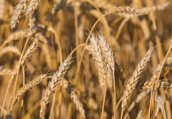 Gouden oren van tarwe onder hemel — Stockfoto