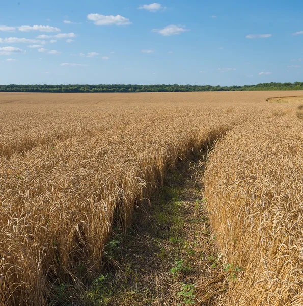 Letní krajina s pšeničným polem — Stock fotografie