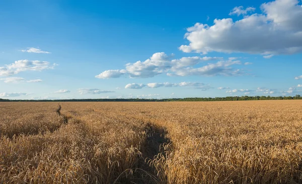 Summer Landscape with Wheat Field — Stock Photo, Image