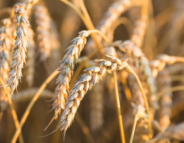gold ears of wheat under sky