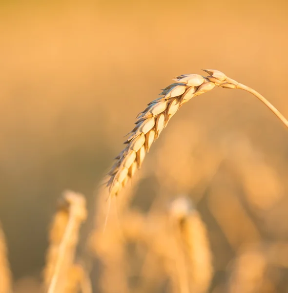 Золотые колосья пшеницы под небом — стоковое фото