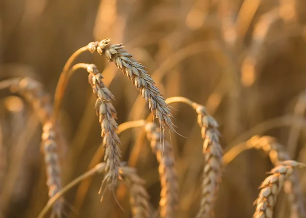 Gouden oren van tarwe onder hemel — Stockfoto