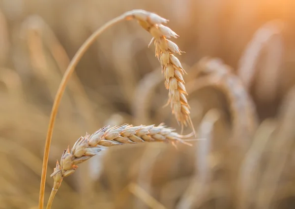 Spighe d'oro di grano sotto il cielo — Foto Stock