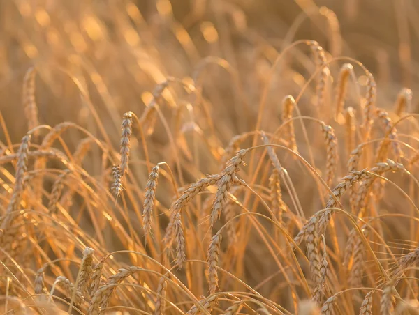 Spighe d'oro di grano sotto il cielo — Foto Stock