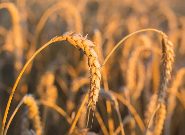 Espigas de oro de trigo bajo el cielo — Foto de Stock