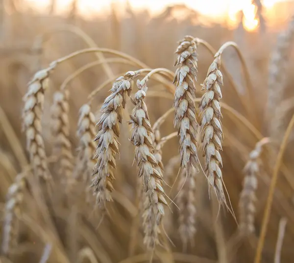 Espigas de oro de trigo bajo el cielo — Foto de Stock