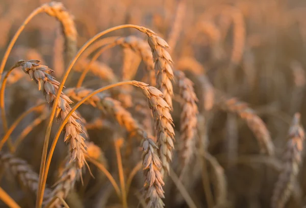 Altın Başak buğday gökyüzü altında — Stok fotoğraf