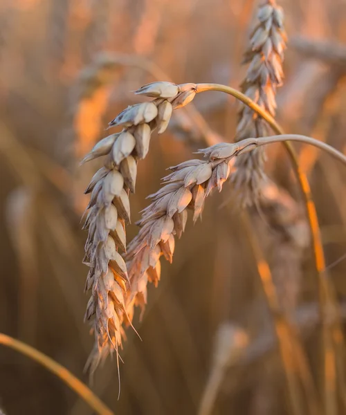 Espigas de oro de trigo bajo el cielo — Foto de Stock