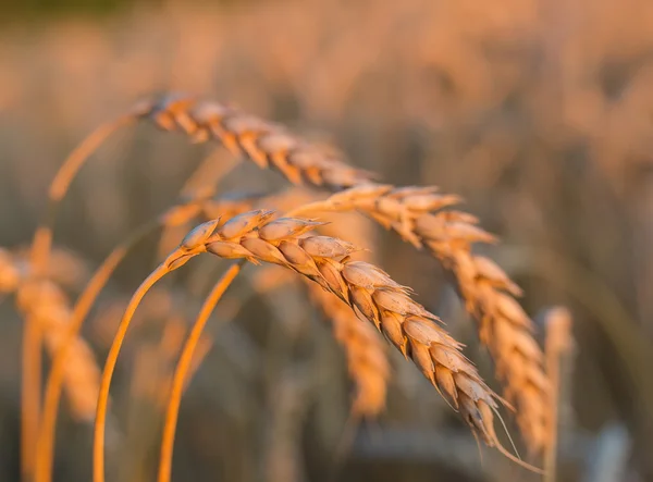 Spighe d'oro di grano sotto il cielo — Foto Stock