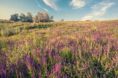 Yeşil çimenli ve mavi gökyüzlü çayır