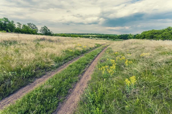 Summer landscape with green grass — Stock Photo, Image