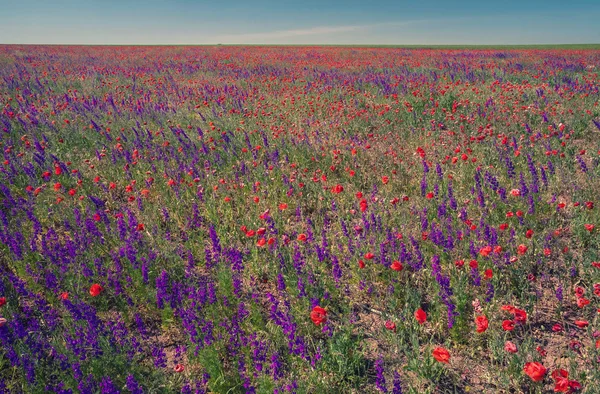 Champ avec de belles fleurs rouge coquelicot et violet — Photo