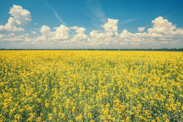 Flower of oil rapeseed — Stock Photo, Image