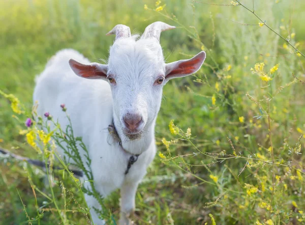 Çayır üzerinde bir çim yeme keçi portresi — Stok fotoğraf