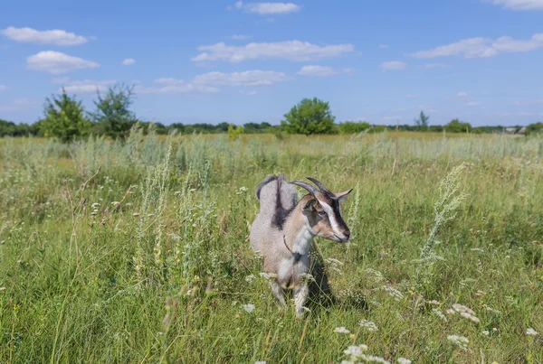 Portrait of goat eating a grass on meadow — Stock Photo, Image