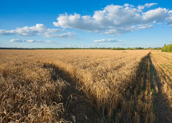 Sommarlandskap med vetefält — Stockfoto