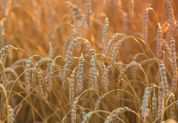 Gouden oren van tarwe onder hemel — Stockfoto