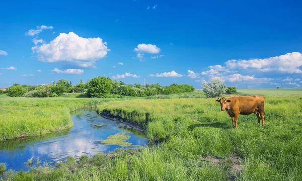 Yeşil çimen, nehir, bulutlar ve inek — Stok fotoğraf