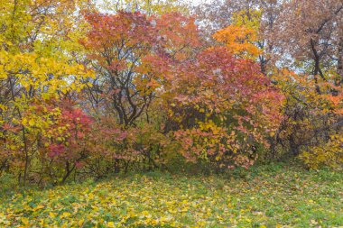 Dalı, sonbahar ahşap altın yaprağı 