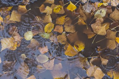 sonbahar huş yaprağı suyu