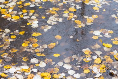 sonbahar huş yaprağı suyu