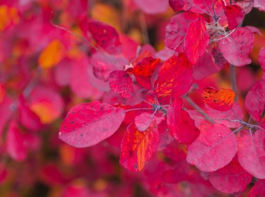Sonbahar huş yaprakları dökülüyor 