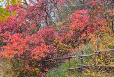 Dalı, sonbahar ahşap altın yaprağı 