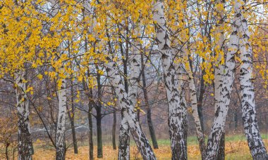 Sarı huş ağaçlarıyla sonbahar ormanı 