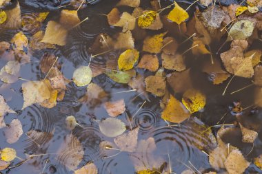 sonbahar huş yaprağı suyu