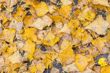 sonbahar huş yaprağı suyu