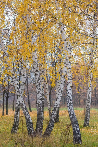 Autumn forest with yellow birches — Stock Photo, Image