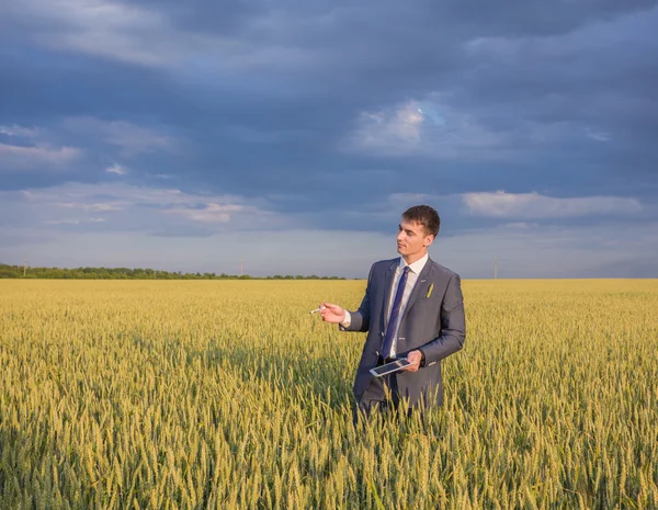 Zakenman op een tarweveld — Stockfoto