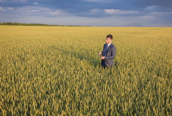 Zakenman op een tarweveld — Stockfoto