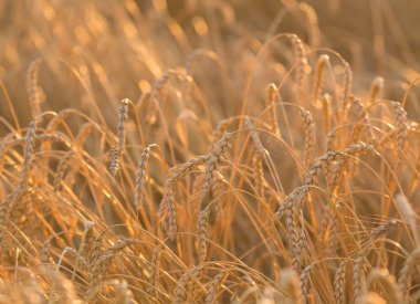 Altın Başak buğday gökyüzü altında