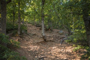 Yeşil orman yaz arka plan