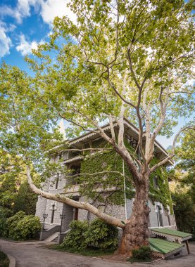 Tarihi bina ile yeşil sarmaşık kaplı