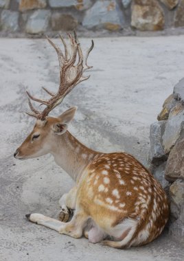 Hayvanat bahçesindeki geyik