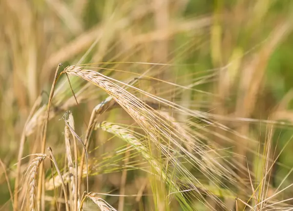 Spighe d'oro di grano sotto il cielo — Foto Stock