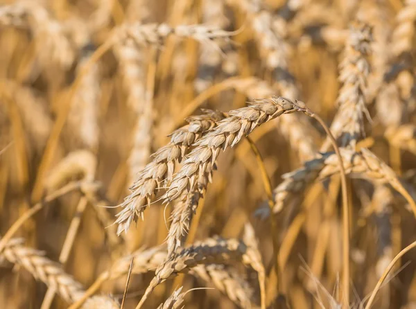 Zlaté uši pšenice za oblohou — Stock fotografie