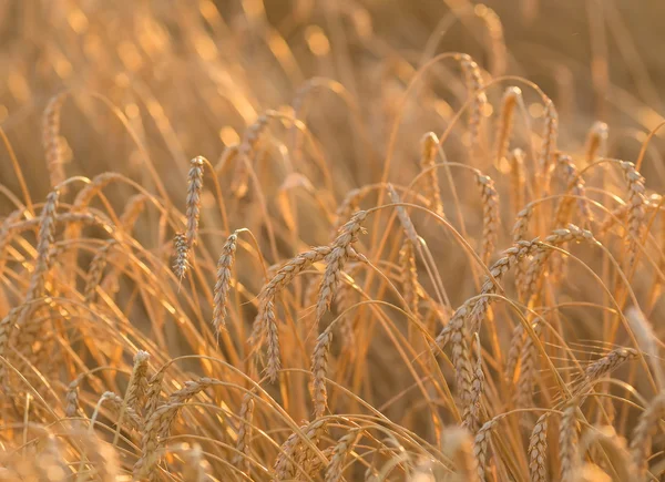 Épis d'or de blé sous le ciel — Photo