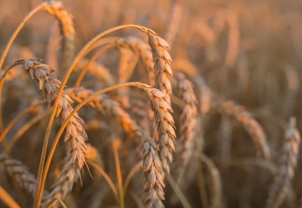 Espigas de oro de trigo bajo el cielo — Foto de Stock