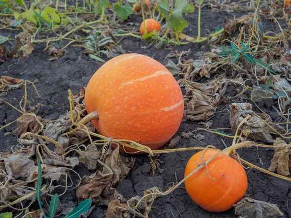 Pumpkin ripening in the garden — Stock Photo, Image