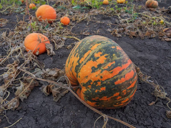 Pumpkin ripening in the garden — Stock Photo, Image