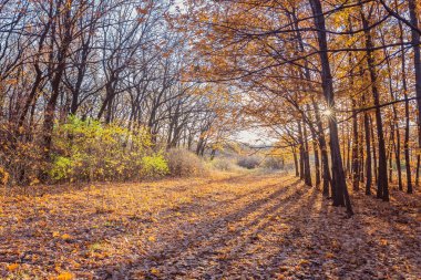 Sonbahar Park. Sonbahar ağaç ve yaprak