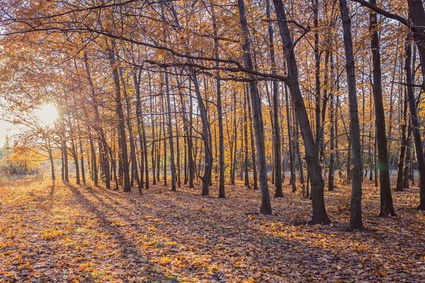 Parco autunnale. Alberi e foglie autunnali — Foto Stock