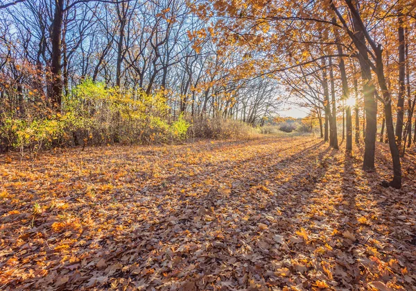 Parque do Outono. Árvores e folhas de outono — Fotografia de Stock