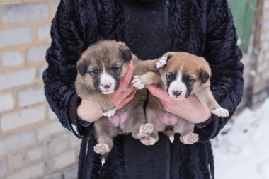köpek yavrusu kucağında,